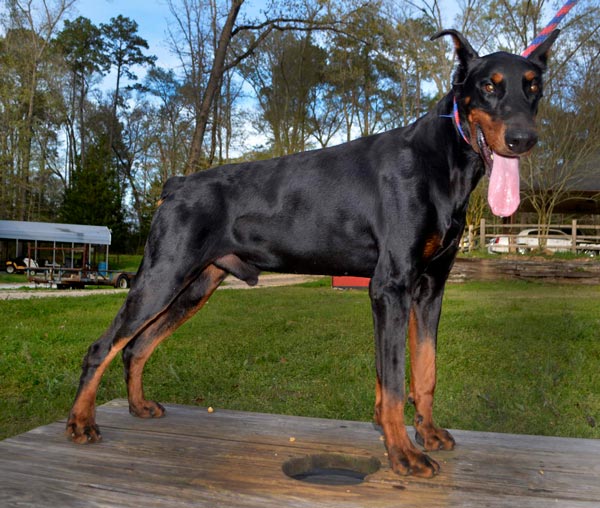 Rellaps Perfect + Brown + Male